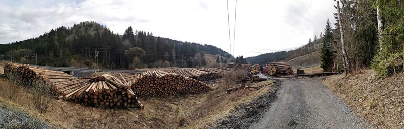 Tree trunks of spruce (picea) destroyed by the bark beetle (scolytinae) stacked for transport along a path in a climate change caused natural disaster by drought in the Franconian Forest nature park Park