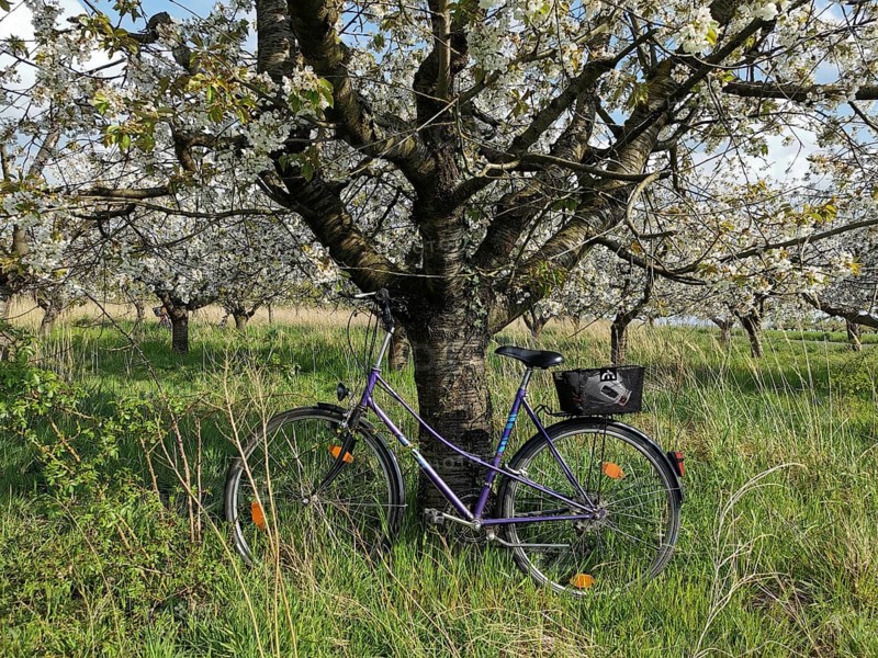 An old bicycle leaning in tall grass against a blooming tree in a quiet rural area, cycling, Werder, Havelland