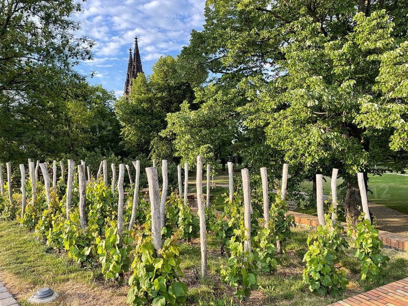 A small vineyard with a view of a church tower under a sunny sky, Prague, Czech Republic