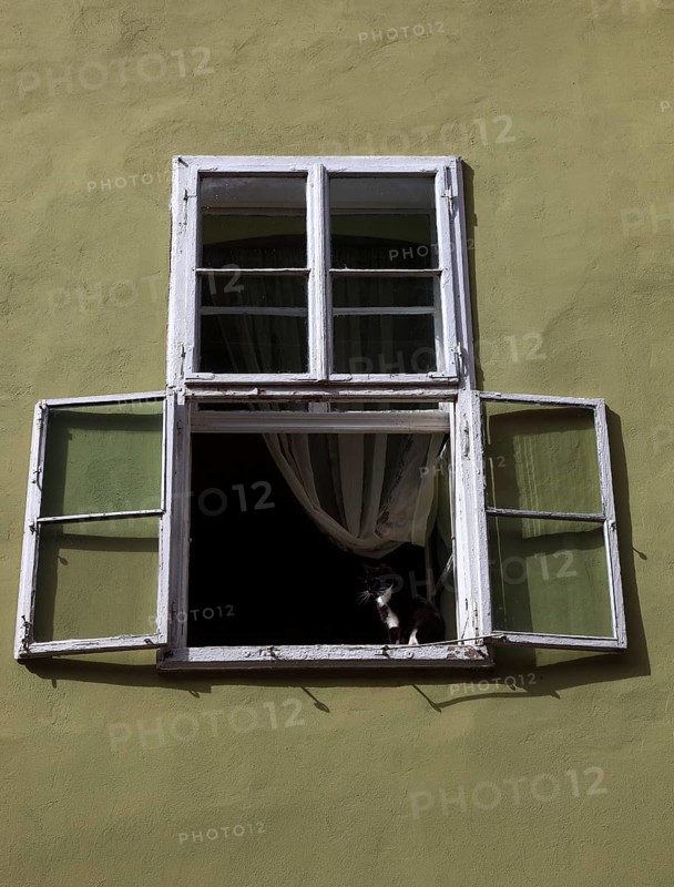 Open window, small cat sitting in the window frame, wooden window, old town of Sighi?oara, Transylvania, Romania