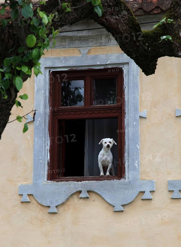 Little white dog sitting in a window, Transylvania, Romania