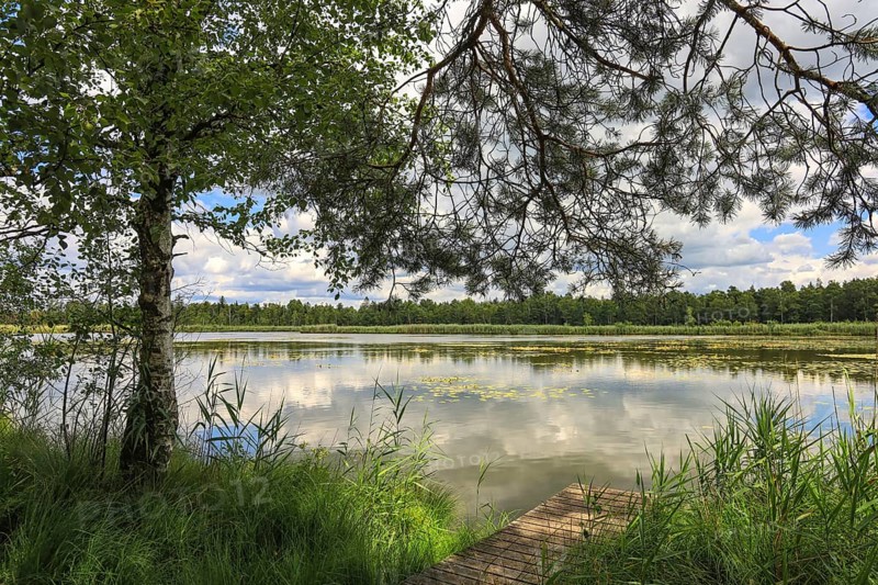 Large Riedsee with trees and clouds that are reflected in the water. Green surroundings and peaceful atmosphere, Wurzacher Ried Nature Reserve, Großer Riedsee, Bad Wurzach, Ravensburg district, Baden-Württemberg, Germany