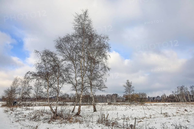 Snowy landscape with birch trees (Betula) under a cloudy sky, peaceful atmosphere, Pfrunger-Burgweiler Ried, Wilhelmsdorf, Ravensburg district, Baden-Württemberg, Germany