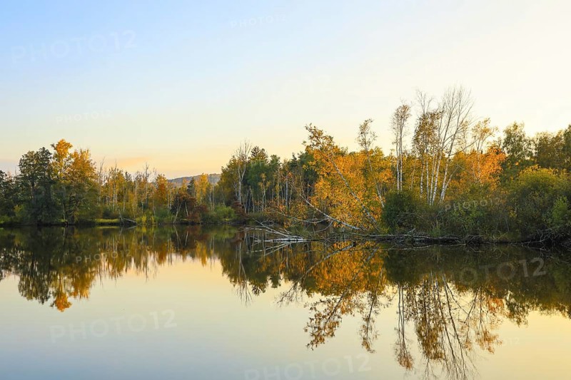 Calm lake with autumn trees and reflections in golden light, Pfrunger-Burgweiler Ried, Nillsee, Wilhelmsdorf, Ravensburg district, Baden-Württemberg, Germany