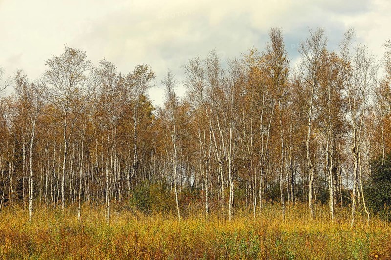 A tranquil autumn landscape with birch trees (Betula) and a cloudy sky, Federseeried nature reserve, Bad Buchau, Biberach district, Baden-Württemberg, Germany