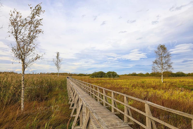 A wooden footbridge leads through a wide moor landscape with birch trees (Betula) and a cloudy sky in autumnal colours, Federseeried nature reserve, Bad Buchau, Biberach district, Baden-Württemberg, Germany