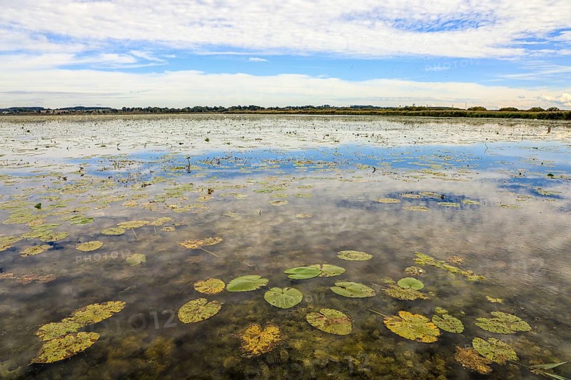A calm lake with water lilies and cloudy sky, reflected on the water surface, Federsee lake, Federseeried Nature Reserve, Bad Buchau, Biberach district, Baden-Württemberg, Germany
