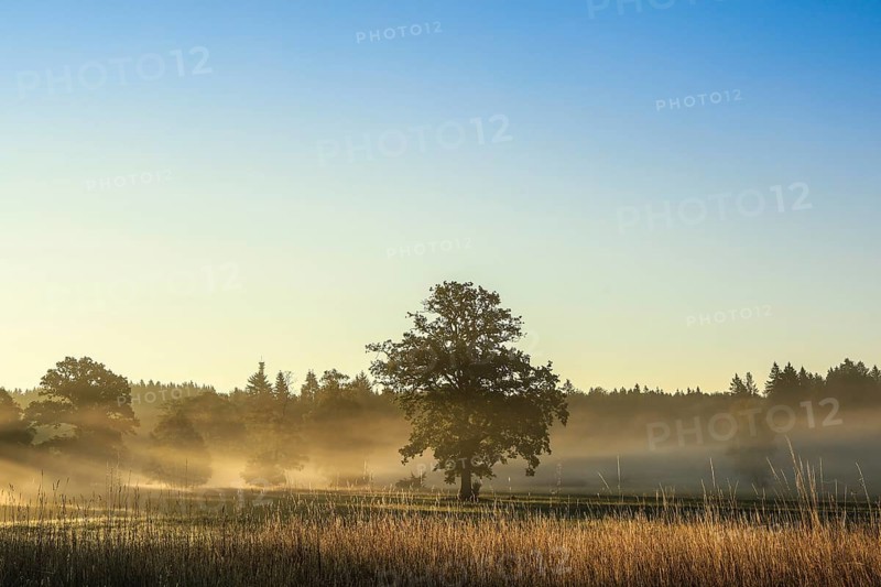 A single tree in a foggy meadow at sunrise, surrounded by trees and clear skies, Upper Danube nature park Park, Irndorfer Hardt Nature Reserve, Irndorf, Tuttlingen District, Baden-Württemberg, Germany