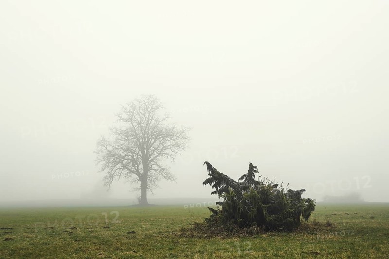 A single tree and a juniper bush (Juniperus communis) stand in a misty meadow and convey a lonely, gloomy atmosphere, Upper Danube nature park Park, Irndorfer Hardt nature reserve, Irndorf, Tuttlingen district, Baden-Württemberg, Germany