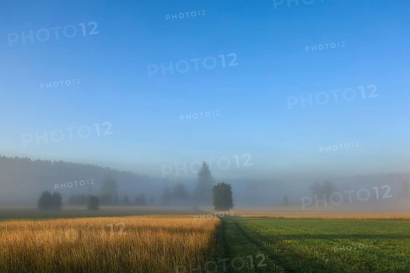Misty landscape with meadows and trees under a clear blue sky. Peaceful atmosphere in the morning, Upper Danube nature park Park, Irndorfer Hardt Nature Reserve, Irndorf, Tuttlingen District, Baden-Württemberg, Germany