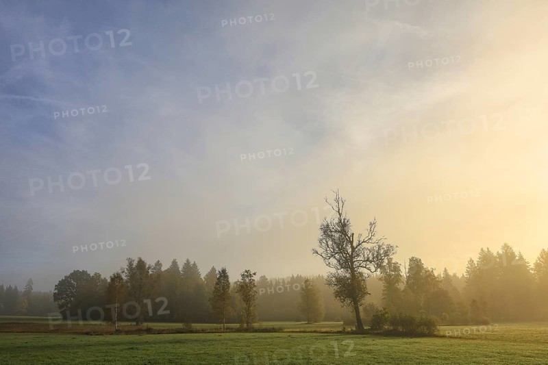 Foggy landscape in the morning with trees and meadows under soft light, Upper Danube nature park Park, Irndorfer Hardt Nature Reserve, Irndorf, Tuttlingen District, Baden-Württemberg, Germany