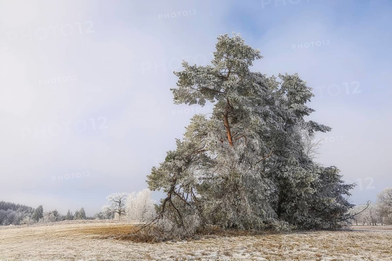 Snow-covered pine tree (Pinus) in a frosty winter landscape under a blue sky, Irndorfer Hardt nature reserve, Irndorf, Tuttlingen district, Baden-Württemberg, Germanyl