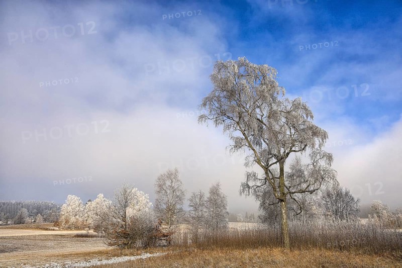 A solitary tree with hoarfrost in a winter landscape under a clear blue sky, Upper Danube nature park Park, Irndorfer Hardt Nature Reserve, Irndorf, Tuttlingen District, Baden-Württemberg, Germany