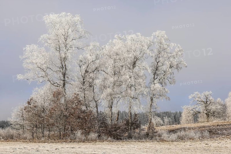 Landscape with hoarfrost under a grey fog sky, Upper Danube nature park Park, Irndorfer Hardt Nature Reserve, Irndorf, Tuttlingen District, Baden-Württemberg, Germany