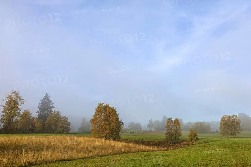 Foggy landscape with trees and meadow under clear sky, looks peaceful and quiet, Upper Danube nature park Park, Irndorfer Hardt Nature Reserve, Irndorf, Tuttlingen District, Baden-Württemberg, Germany