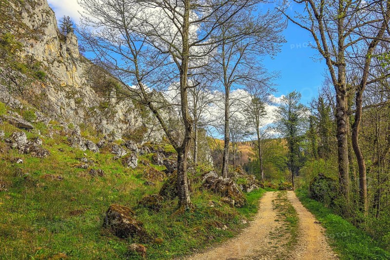 A lonely dirt road leads between trees and rocks in clear skies and light clouds, Upper Danube nature park Park, Stiegelesfelsen Nature Reserve, Fridingen, Tuttlingen District, Baden-Württemberg, Germany
