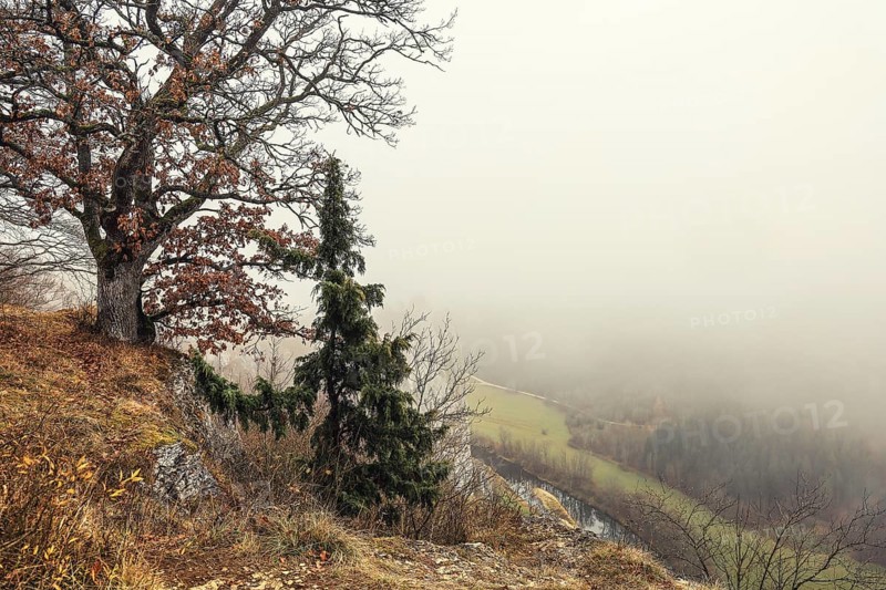 Oak (Quercus) at the Burgstall viewpoint in autumn, Upper Danube nature park Park, Stiegelesfelsen nature reserve, Fridingen, Tuttlingen district, Baden-Württemberg, Germany
