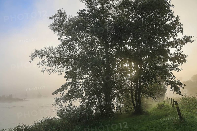 A tree stands on the foggy riverbank at dawn, creating a peaceful and quiet atmosphere, Schwackenreuter Baggerseen-Rübelisbach nature reserve, Mühlingen, Konstanz district, Baden-Württemberg, Germany