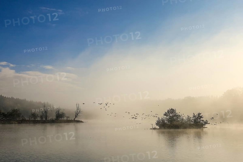 Foggy lake at dawn with flying birds and quiet atmosphere, Schwackenreuter Baggerseen-Rübelisbach nature reserve, Mühlingen, Konstanz district, Baden-Württemberg, Germany