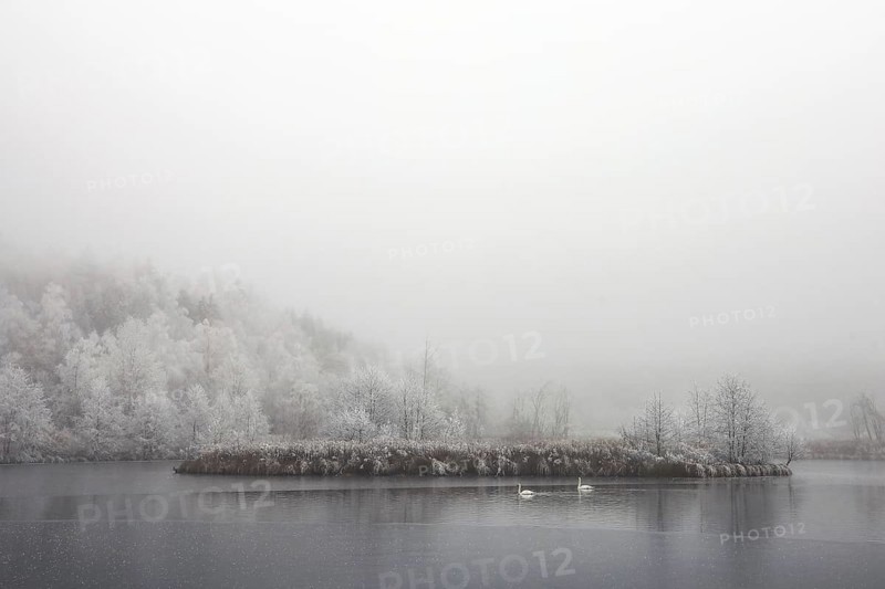 Winter lake with a small overgrown island and two swans in fog, Schwackenreuter Baggerseen-Rübelisbach nature reserve, Mühlingen, Konstanz district, Baden-Württemberg, Germany