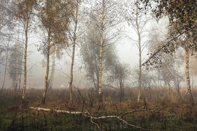 A misty forest scene with birch trees (Betula) and autumn grasses conveys a melancholy atmosphere, Schwackenreuter-Baggerseen-Rübelisbach nature reserve, Mühlingen, Constance district, Baden-Württemberg, Germany