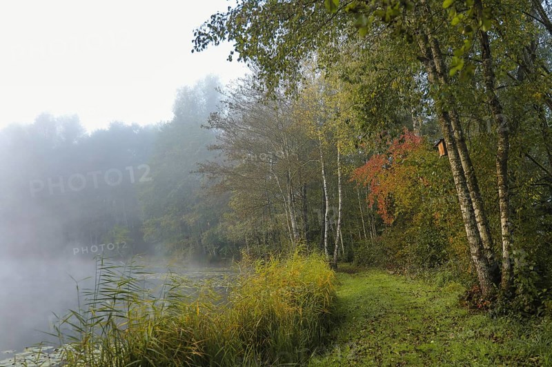 Foggy lakeside landscape in autumn with colorful foliage and calm lake, Schwackenreuter-Baggerseen-Rübelisbach nature reserve, Mühlingen, Konstanz district, Baden-Württemberg, Germany