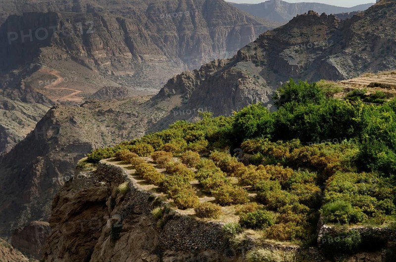 The green mountains called Jebel Akhdar of the Hajar mountain range, the harsh interior of Oman, home of traditional rose harvesting and fruit farming