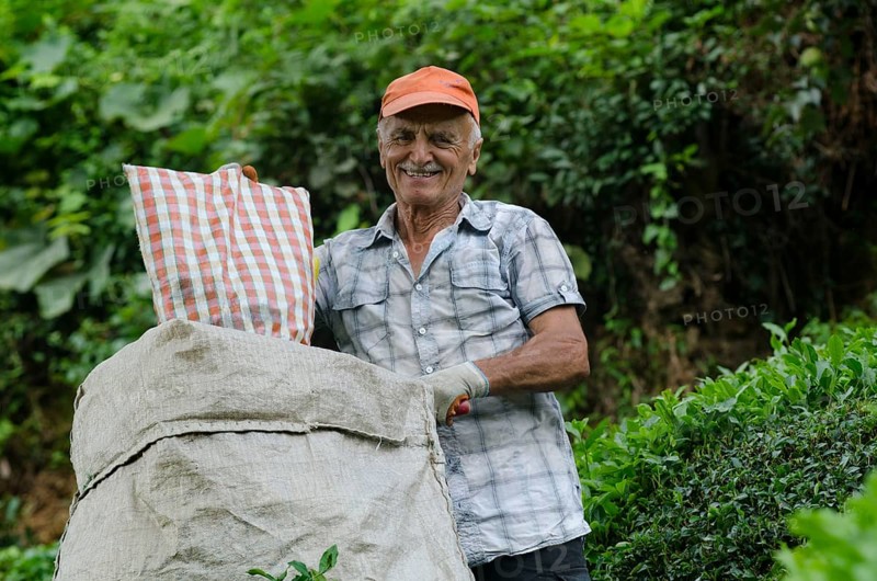 Rize, Turkey, September 5th 2014 Ali a Turkish tea farmer working in the plantations of the Black Sea Mountains near Rize in north east Turkey