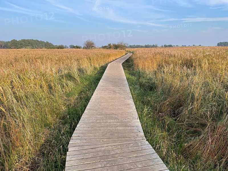 Footbridge through the reeds in the swamp area of the Western Pomerania Lagoon Area National Park, Darss-Zingster Bodden Range, Baltic Sea, peninsula, nature, autumn, nature reserve, Fischland-Darß-Zingst, Mecklenburg-Western Pomerania, Germany