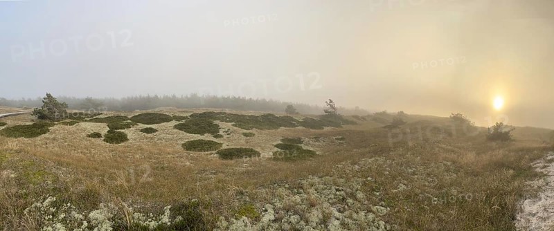 Sunset, fog. Landscape in the Western Pomeranian Lagoon Area National Park. panorama, Darss-Zingster Boddenkette, Baltic Sea, peninsula, nature, autumn, nature reserve, Fischland-Darß-Zingst, Mecklenburg-Western Pomerania, Germany