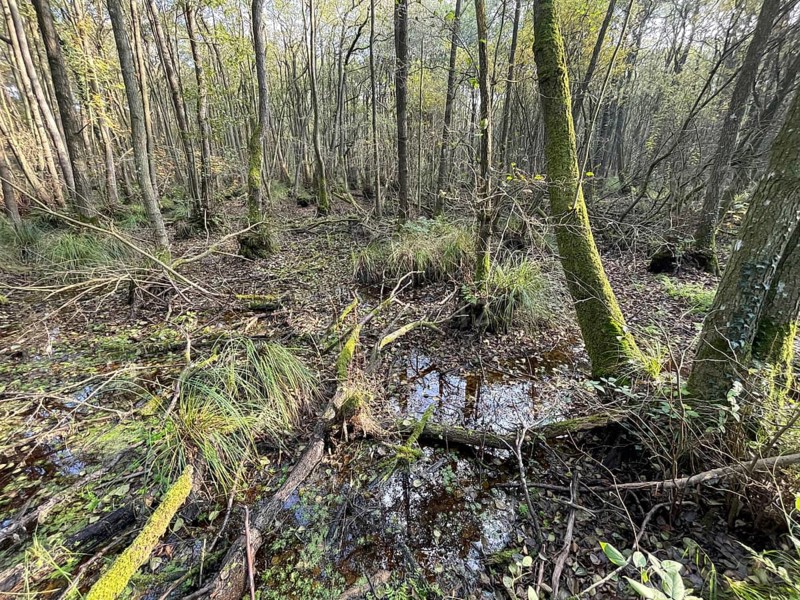 Swamp, forest in the national park, Western Pomerania Lagoon Area National Park, Darss-Zingster Bodden Range, Baltic Sea, peninsula, nature, autumn, nature reserve, Fischland-Darß-Zingst, Mecklenburg-Western Pomerania, Germany