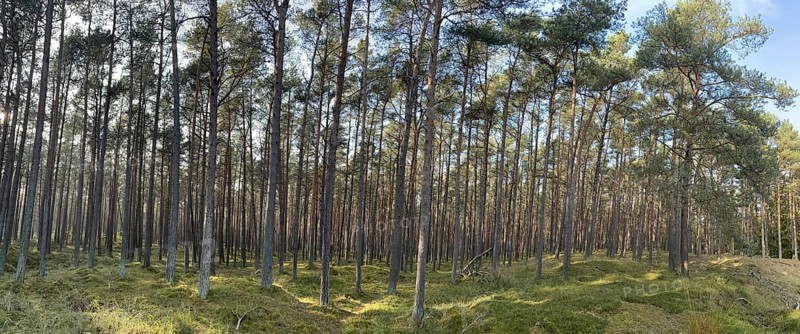 Pine forest, Vorpommersche Boddenlandschaft National Park, Darss-Zingster Boddenkette, Baltic Sea, peninsula, nature, autumn, nature reserve, Fischland-Darß-Zingst, Mecklenburg-Western Pomerania, Germany