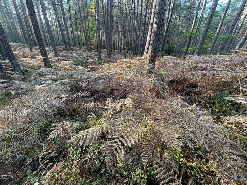 Forest, woodland fern (Athyrium filix-femina), ferns cover the ground, Western Pomerania Lagoon National Park, Darß-Zingster Bodden chain, Baltic Sea, peninsula, nature, autumn, nature reserve, Fischland-Darß-Zingst, Mecklenburg-Western Pomerania, Germany
