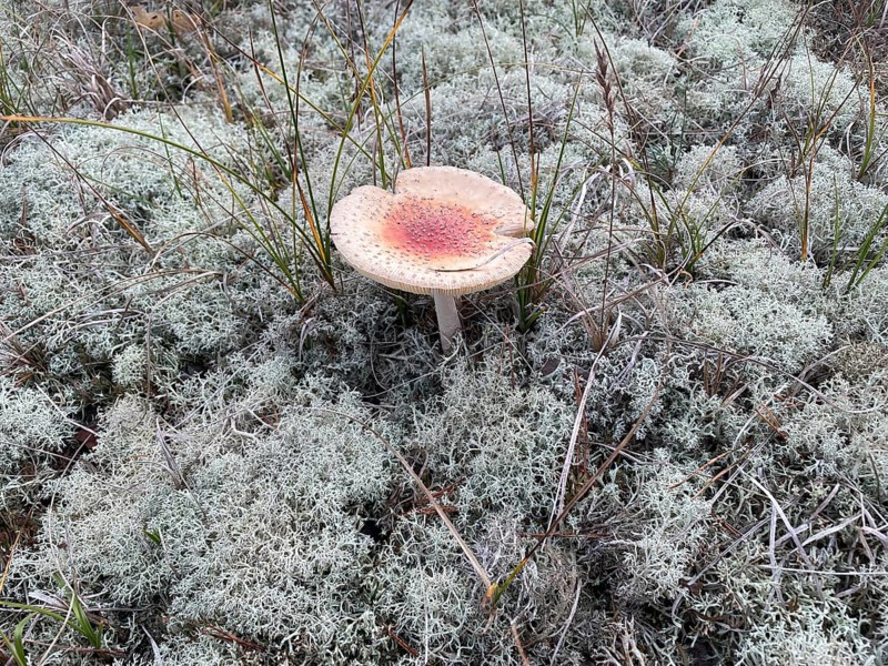 Fly agaric (Amanita muscaria) between lichens cover the ground in the Western Pomerania Bodden Landscape National Park, Darß-Zingster Boddenkette, Baltic Sea, peninsula, nature, autumn, nature reserve, Fischland-Darß-Zingst, Mecklenburg-Western Pomerania, Germany