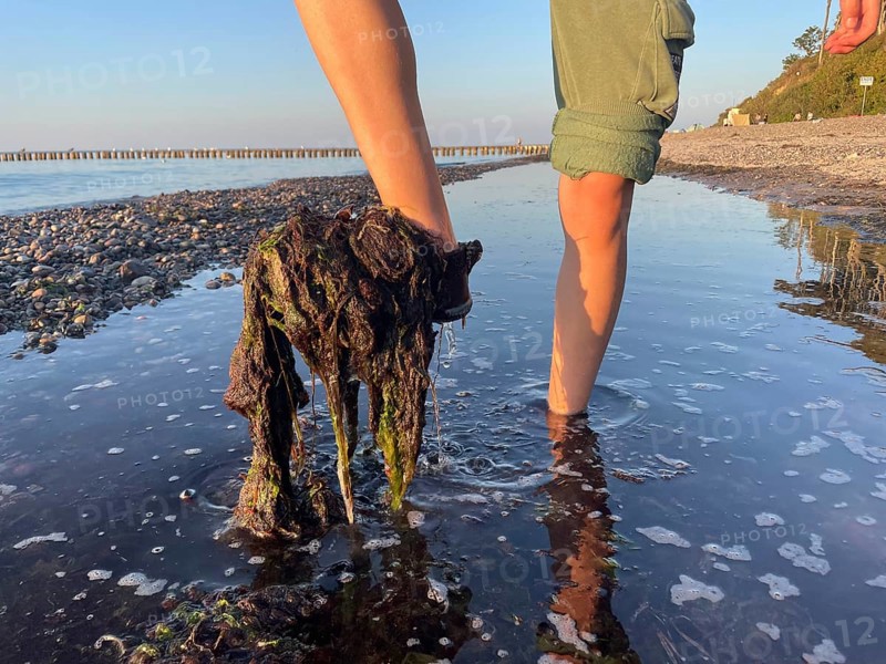 Baltic Sea, seaweed on the beach, environment, algae plague, over-fertilization, Nienhagen, Rostock district, Mecklenburg-Western Pomerania, Germany