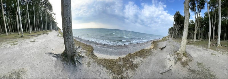 Ghost forest, steep coast near Nienhagen, panoramic Rostock district, Mecklenburg-Western Pomerania, Germany