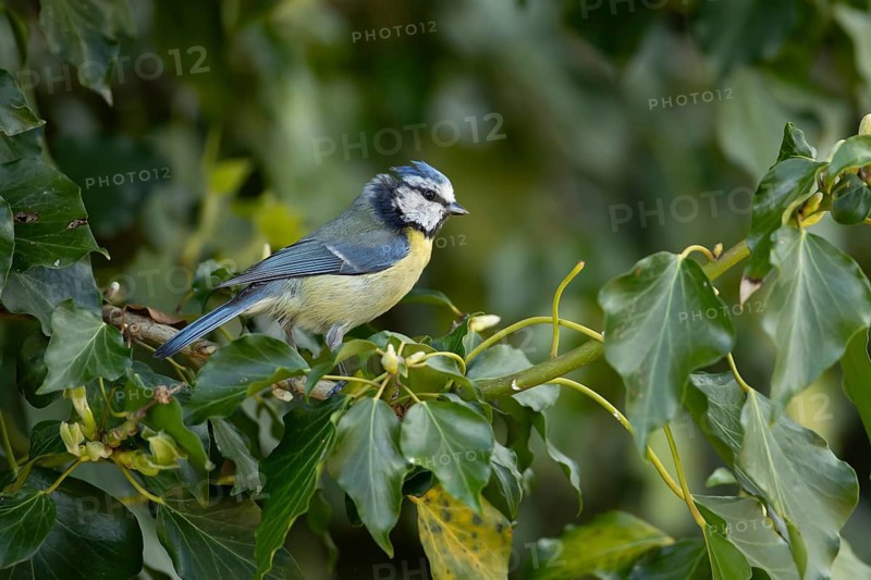 Blue tit (Cyanistes caeruleus) adult garden bird on an Ivy tree branch, England, United Kingdom