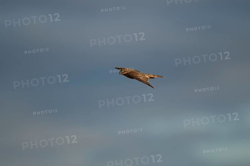Eurasian sparrowhawk (Accipiter nisus) adult female bird of prey in flight, England, United Kingdom
