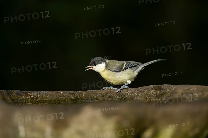 Great tit (Parus major) adult garden bird on a bird bath in summer, England, United Kingdom
