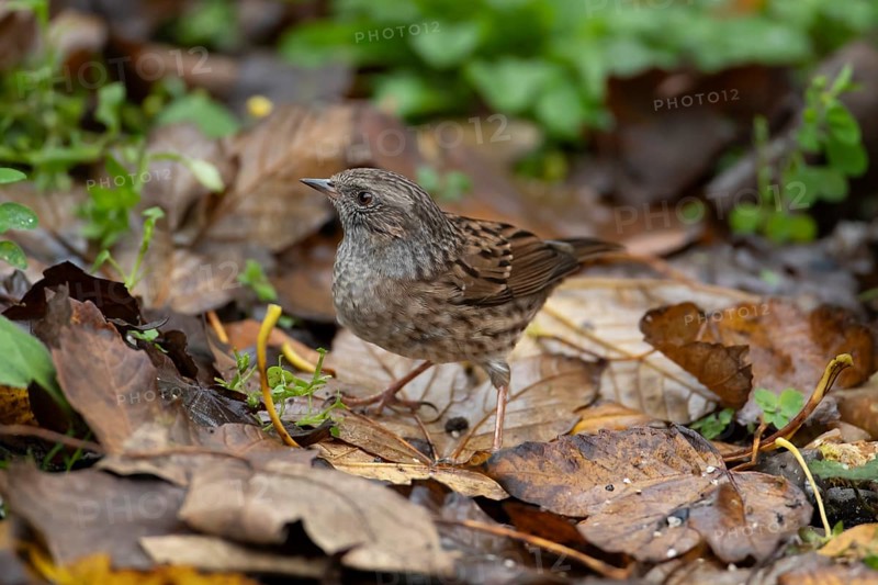Dunnock or Hedge sparrow (Prunella modularis) adult garden bird searching for food, England, United Kingdom