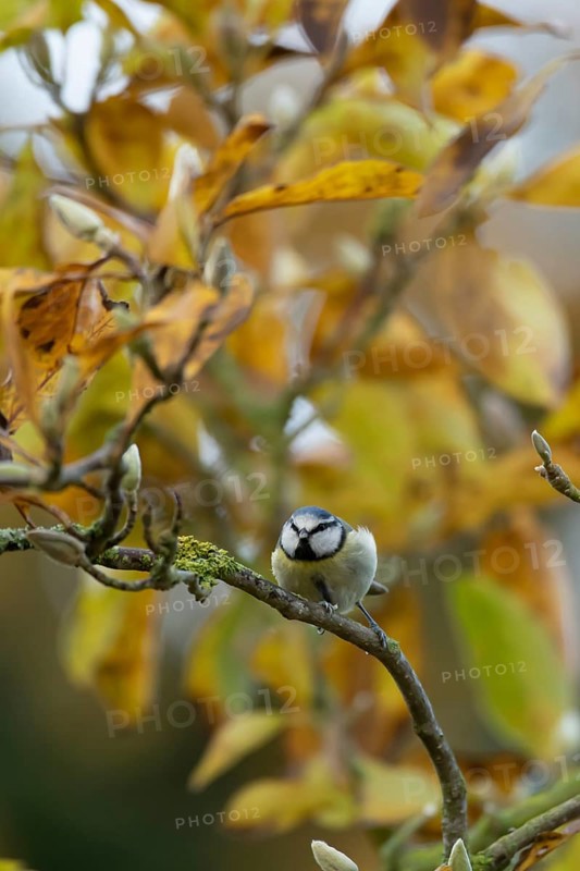 Blue tit (Cyanistes caeruleus) adult garden bird on a Magnolia tree branch with autumn colour leaves, England, United Kingdom