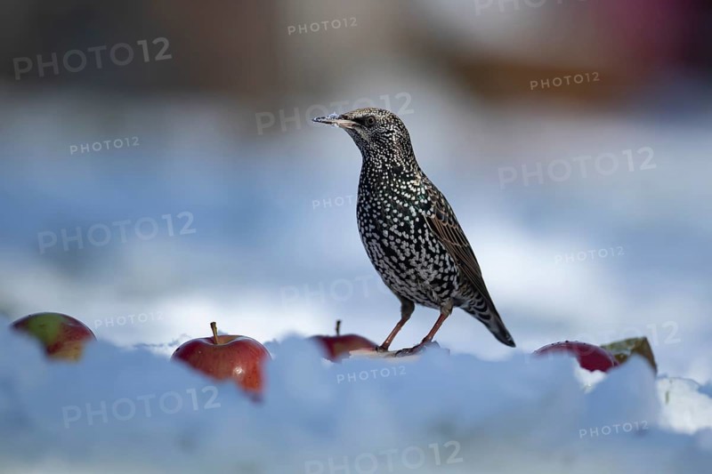 European starling (Sturnus vulgaris) adult garden bird amongst apples fruit on a snow covered lawn in winter, England, United Kingdom