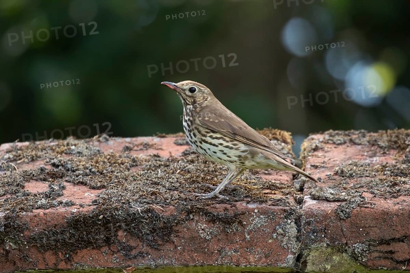 Song thrush (Turdus philomelos) adult garden bird on a wall, England, United Kingdom