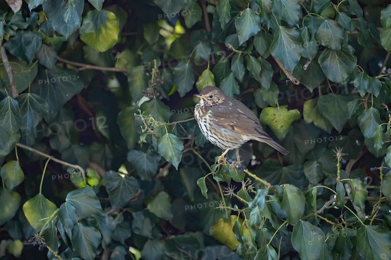 Song thrush (Turdus philomelos) adult garden bird in an Ivy tree in winter, England, United Kingdom