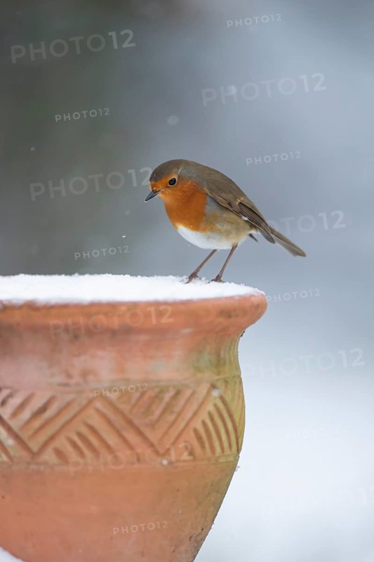 European robin (Erithacus rubecula) adult garden bird on a snow covered plant pot in winter, England, United Kingdom