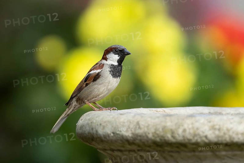 House sparrow (Passer domesticus) adult male garden bird on a bird bath in summer, England, United Kingdom