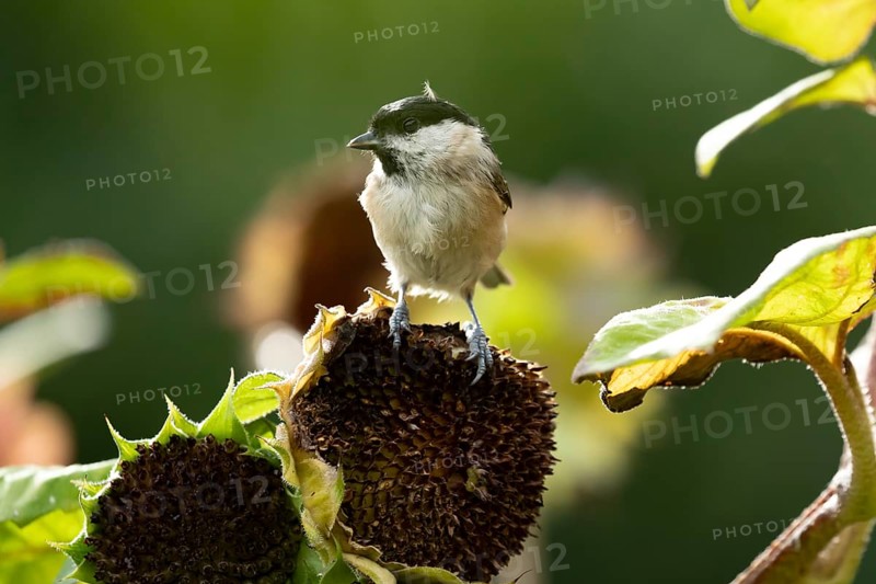 Marsh tit (Poecile palustris) adult garden bird on a sunflower plant seedhead in summer, England, United Kingdom