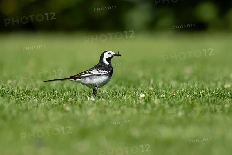 Pied wagtail (Motacilla alba) adult bird on a garden grass lawn with insects in its beak for food in summer, England, United Kingdom
