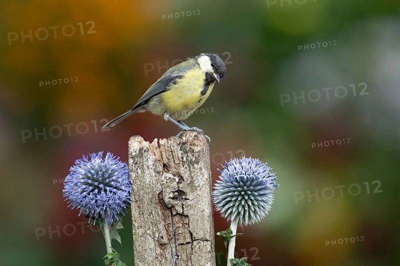 Great tit (Parus major) adult garden bird on a wooden post in summer, England, United Kingdom