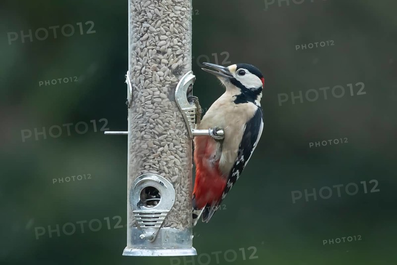 Great spotted woodpecker (Dendrocopos major) adult garden bird feeding on sunflower seed hearts from a bird feeder in winter, England, United Kingdom